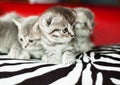 Nice kittens of the British breed Royalty Free Stock Photo