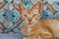 Nice kitty found on the street of Sousse medina Royalty Free Stock Photo