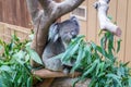 Nice Koala Bear in Forest Zoo, Hong Kong Royalty Free Stock Photo