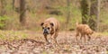 Labrador Redriver dog and Continental Bulldog together in a forest in the season autumn