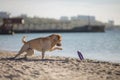 Close up portrait of concentrating dog playing with toy on the beach