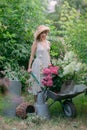 Nice lady a beautiful gardener with flower pots with hydrangea seedlings Royalty Free Stock Photo