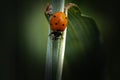 Nice ladybug runs down the green stalk Royalty Free Stock Photo