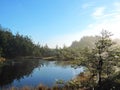 Little lake and beautiful trees in swamp, Lithuania Royalty Free Stock Photo