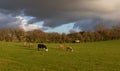 Nice landscape with cows of different colors grazing in a large meadow on a sunny day. Irish rural landscape