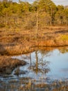 Nice landscape with evening and sunset over the bog lake, crystal clear lake and peat island in the lake and bog vegetation, bog Royalty Free Stock Photo