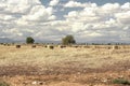 Nice landscape of straw bales in the field