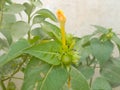 Nice leaf and beautiful flower