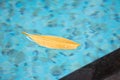 This nice leaf floating on the surface of the pool is drifting around in the wind with absolute freedom, on top of the lovely aqua Royalty Free Stock Photo