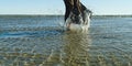 Nice legs of a pretty girl walking in water. woman legs, walking on the beach. Legs of a beautiful young girl who runs Royalty Free Stock Photo