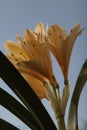 Nice lemon color flower. Clivia Citrin Miniata. Royalty Free Stock Photo