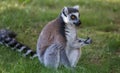Nice lemur isolated sits on the grassl Royalty Free Stock Photo