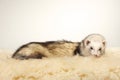 Nice light color ferret female posing in studio Royalty Free Stock Photo