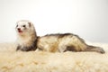 Nice light color ferret female posing in studio Royalty Free Stock Photo