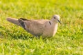 Nice light grey turtledove bird perched on lawn Royalty Free Stock Photo