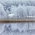 Beauty in nature. Snowy reflections