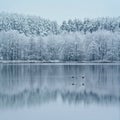 Beauty in nature. Snowy reflections