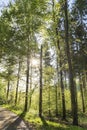 Nice lighting in the forest Royalty Free Stock Photo