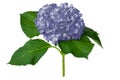 Nice lilac hydrangea