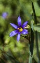 Nice lily flower in the sun Royalty Free Stock Photo