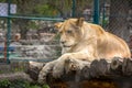 Nice lion in the zoo Royalty Free Stock Photo