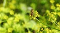 Beautiful bug on yellow plant , Lithuania Royalty Free Stock Photo