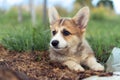 Nice little corgi dog lie on ground outdoors and look away. Closeup photo, selective focus. Rest on green lawn on field. Royalty Free Stock Photo
