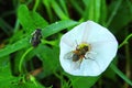 Beautiful fly and bug on white flower , Lithuania Royalty Free Stock Photo