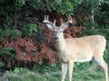 Nice little four point buck near Kenora Ontario