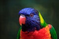 Nice little Lory Royalty Free Stock Photo