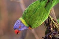 Nice little Lory Royalty Free Stock Photo