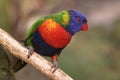 Nice little Lory Royalty Free Stock Photo