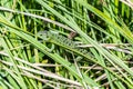 Nice lizard at the grass Royalty Free Stock Photo
