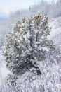 Lone Juniper on the South Slope with Snow