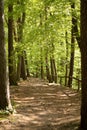 Nice way trough green forest Royalty Free Stock Photo