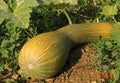 Nice long squash in an vegetable garden