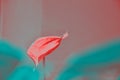 Nice looking Beautiful red Anthurium Flower Bud. Fashion close-up isolated on bright pastel color rose and cyan blurred background