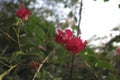 A nice looking flowering plant called bougainvillea spectabilis