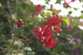 A nice looking flowering plant called bougainvillea spectabilis