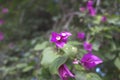 A nice looking flowering plant called bougainvillea spectabilis