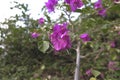 A nice looking flowering plant called bougainvillea spectabilis