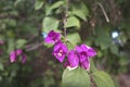 A nice looking flowering plant called bougainvillea spectabilis