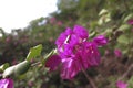 A nice looking flowering plant called bougainvillea spectabilis