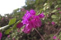 A nice looking flowering plant called bougainvillea spectabilis