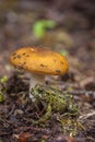 Green Northern Toad under Brittle Gill Mushroom