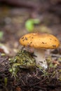 Northern Toad and Toadstool Royalty Free Stock Photo