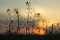 Nice looking plants with sunset on background Royalty Free Stock Photo