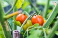 Nice looking two red tomatoes behind blurry green branches with lot of leaves, summer greenhouse, close up photo Royalty Free Stock Photo