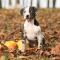 Louisiana Catahoula puppy with pumpkins in Autumn