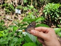 nice love butterfly and flowers hands in hongkong garden